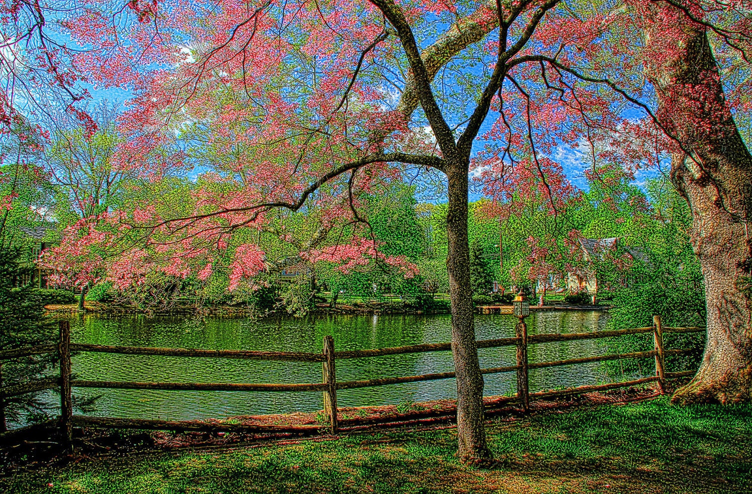 Nature Photography - Pink Tree - Spring - Lake - Flowers - Fence - Park - Green - Colorful - Rustic - Landscape Photograph - Art Print - 6X