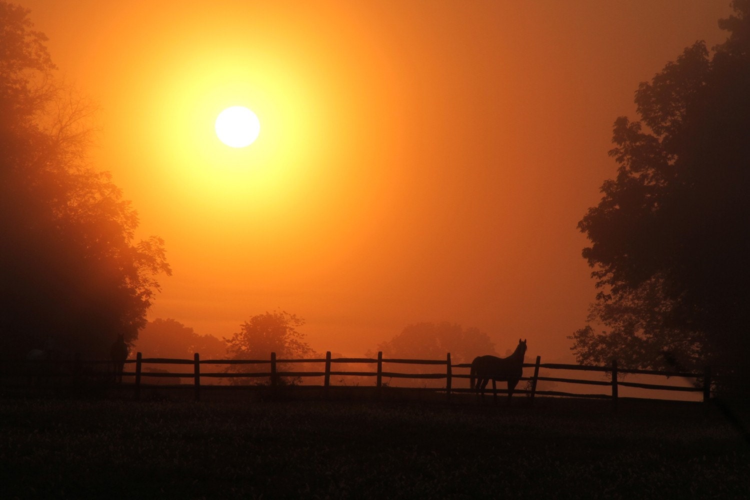Rustic Photography - Horse at Sunrise - Sun - Morning - Home Decor - Art Print - Country - Farm - Fine Art Photograph - Color - 6X9