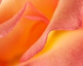 Flower Photograph - The Curves of a Rose - Nature - Pink - Salmon - Orange - Rose - Spring - Color - Nature photography - Art Print - 6X9
