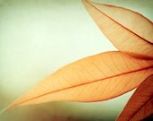 Large Photography - green orange decor - color nature botanical - mint wall large art prints - fine art photo - 24x36 Photograph, "Grace"