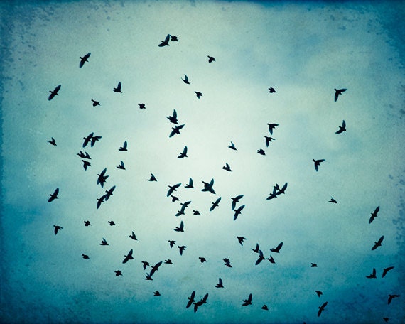 Fine art photography - bird blue wall art print nature flock of birds flying photo black - 11x14, 10x10, 8x10, 8x8 Photograph, "Swarm"