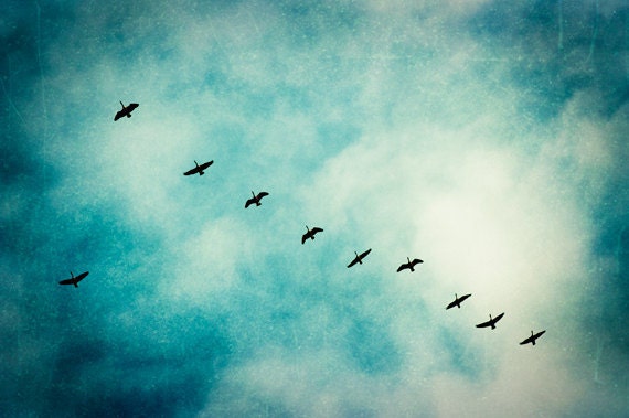 Fine Art Photography - dark teal bird flying geese sky blue nature turquoise wall art aqua black - 11x14, 8x12 Photograph, "Flying South"