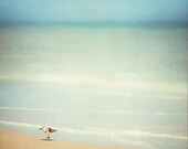 Beach Photography - sandpiper bird wall art light blue white beach cottage ocean photography beige seashore sea shore print - 8x8 Photograph