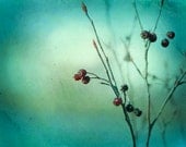 Fine art photography - teal green turquoise aqua - nature photography wall art - print botanical art - 8x10 Photograph, "Winter's Chill"