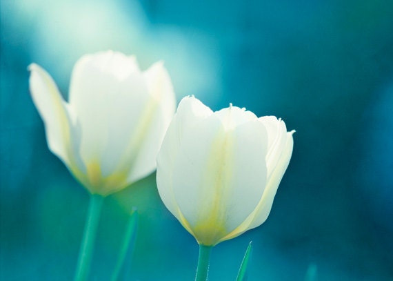 Flower Photography - aqua decor blue color white tulips spring floral art prints teal turquoise photo nature wall art - 5x7 Photograph