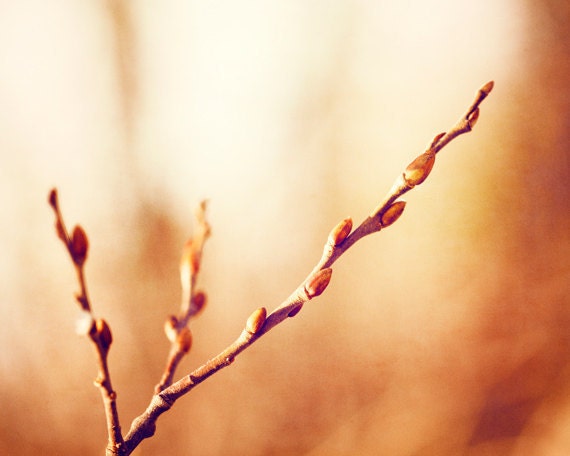 Nature Photography - orange wall art prints rustic brown branch beige botanical branches fine art beige rust - 8x10 Photograph, "Genesis"