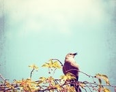 Bird Photography - bird wall art nature - aqua blue brown - nursery art print - fine art photography - 8x8 Photograph, "Spring Song"