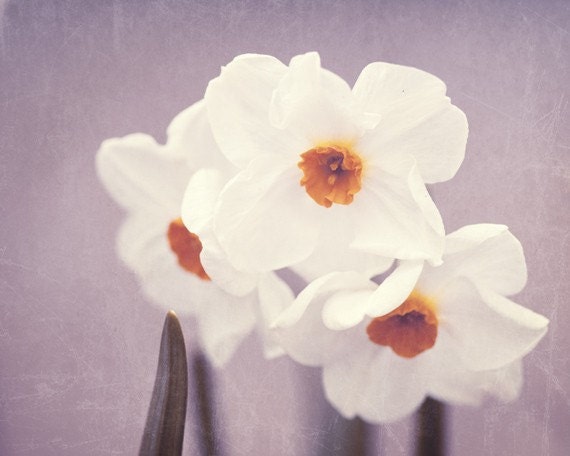 Flower Photography - daffodil spring pastel pale purple wall art blossom floral orange prints lavender white photo - 8x10 Photo, "Narcissus"