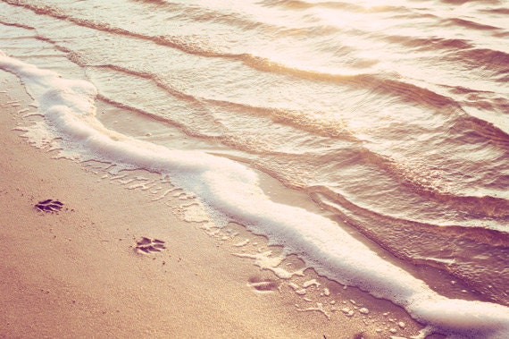 Ocean Photography - water photo beach sea shore cream beige peach print brown neutral water seashore coastal - 5x7 Photograph - "Paw Prints"