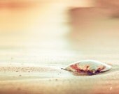 Beach Photography - seashell gold print sand sea shell wall art cream yellow orange coast brown beach cottage house photo - 8x12 Photograph