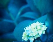 Flower Photography - blue white decor floral photograph fine art photography spring royal blue photo picture - 8x8 Photograph, "Blue Dream"