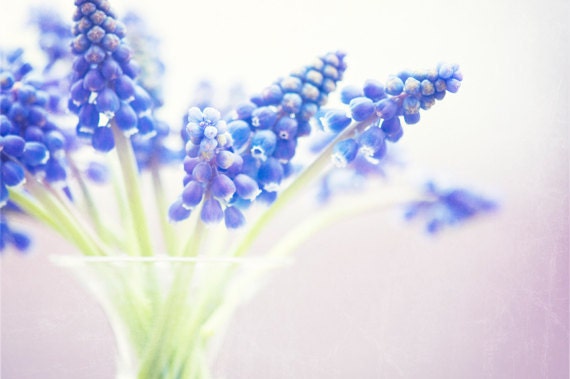 Flower Photography - blue wall art spring lavendar photo periwinkle purple indigo floral art green white - 8x12 Photograph, "Spring Bouquet"