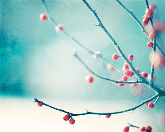 Christmas Photography - winter blue holiday decor christmas berries branch berry branches nature photos prints white red - 8x10 Photograph - CarolynCochrane