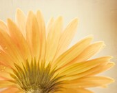 Flower Photography - yellow gold wall art daisy photograph fine art spring nature picture floral mustard beige photo prints - 5x7 Photograph