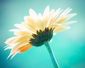 Fine Art Photography - flower photography aqua blue teal turquoise color floral photograph spring nature fine art photo - 5x7 Photograph