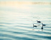 Water Photography - ocean photography ripples sea birds light blue beach nautical seashore coastal wall fine art prints - 8x10 Photograph