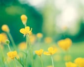 Buttercup Photography - green decor yellow flower photography colorful nature photo print - 11x14, 8x10 Photograph, "Happy-Go-Lucky"