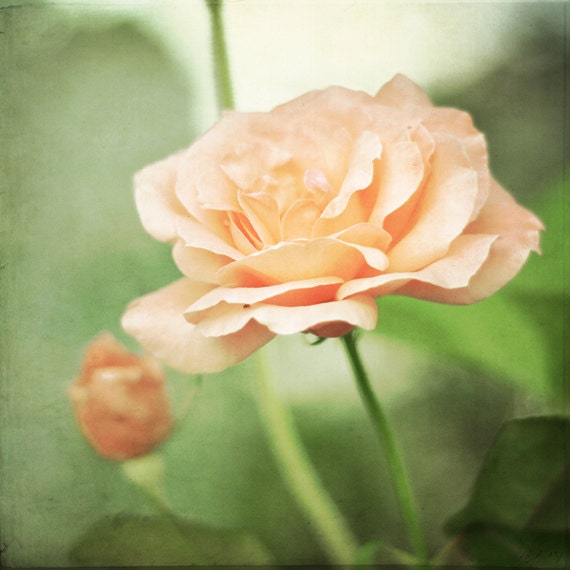 Rose Photography - peach flower green decor - floral wall art prints photo - fine art photograph - nature botanical - 8x8 Photograph