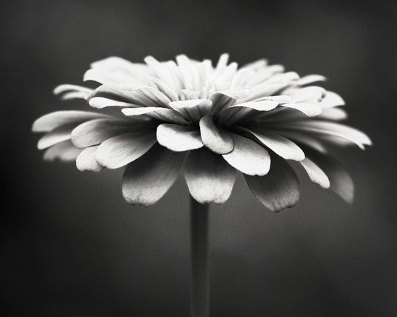 Black and White Photography - floral photography flower photograph monochromatic black white wall art print nature photo - 8x10 Photograph - CarolynCochrane