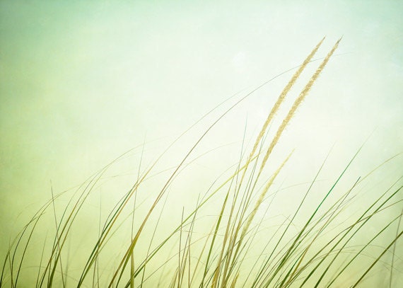 Grass Photography - light green - beach grass - fine art photography - coastal wall art - pastel pale - 5x7 Photograph, "Just Breathe" - CarolynCochrane
