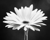 Black and White Flower Photography - daisy monochromatic print - modern floral photo monochrome fine art wall art - 5x7 Photograph