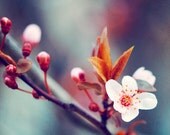 Flower Photography - navy white wall art prints spring floral photograph blue decor red orange blossom - 5x7 Photograph, "Nature's Palette"