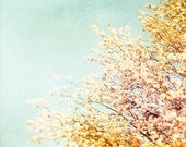 Nature Photography - pastel floral tree pale light blue peach orange yellow spring blossoms fine art photo print - 8x10 Photograph