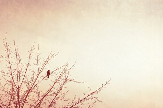 Fine Art Photography - bird tree wall art print - beige cream neutral rust - peach pastel pale gold decor - 8x12 Photograph, "Respite"