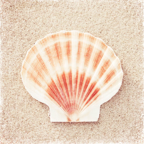 Seashell Photography - beach sea shell peach beige white - shore seashore coastal wall art fine art - 8x8 Photograph, "Scallop Shell"