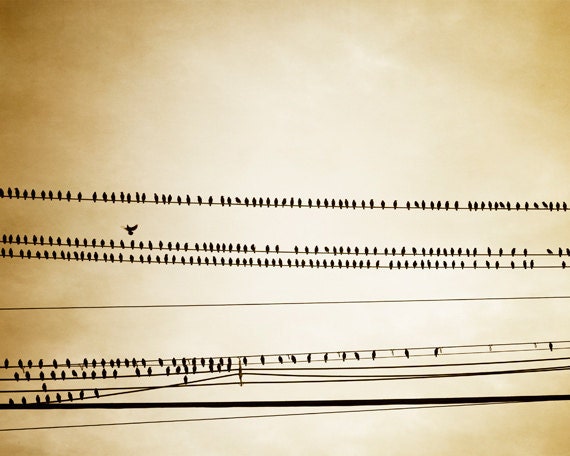 Bird on Wire Photography - beige neutral brown black gold print - nursery art - wall art photo - 8x10 Photograph, "Birds of a Feather"