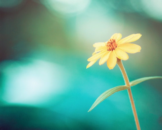 Flower Photography - teal yellow blue green aqua turquoise nature floral colorful spring photo wall print - 8x10 Photograph, "Flaunting"