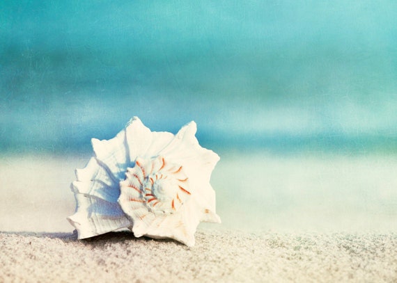 Seashell Photography - beach conch shell print - aqua blue beach photo sea - ocean white wall print - 5x7 Photograph - "Paradise"