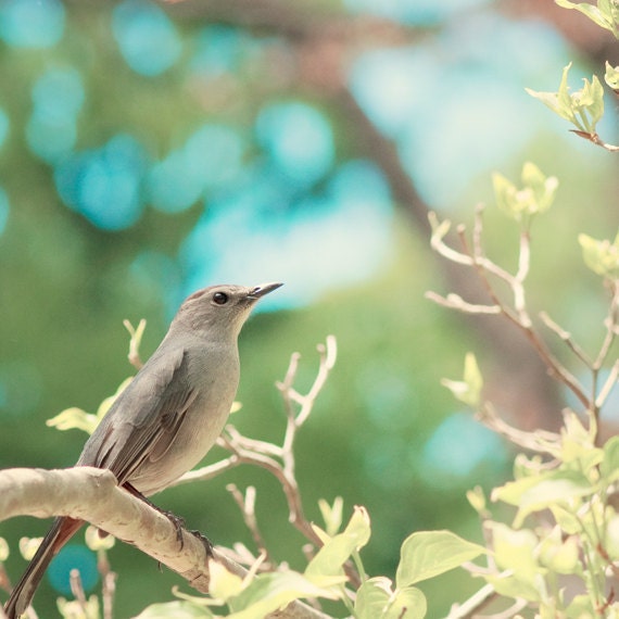 Nature Photography - bird green blue aqua - fine art botanical tree - wall art bird decor - photo print - 8x8 Photograph, "Oh Little Bird"