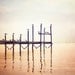Fine Art Photography - birds peach beach photography seagulls prints seashore pier brown cream pale ocean, 11x14, 8x10 Photograph, "Lookout"