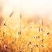 Nature Photography - gold wall art - fine art photography - mustard yellow photography - autumn fall botanical art prints - 8x10 Photograph