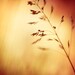 Nature Photography - orange wall art prints gold yellow rust photo golden abstract modern - 11x14, 10x10, 8x10, 8x8 Photograph, "Glow"