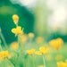 Spring Photography - green decor yellow buttercups flower photography color nature photos - botanical art prints wall - 8x10 Photograph