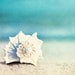 Seashell Photography - beach conch shell print - aqua blue beach photo sea - ocean white wall print - 5x7 Photograph - "Paradise"