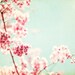 Flower Photography - spring pink red mint green light blue aqua white floral art picture botanical wall art, 5x7 Photograph, "Ode to Spring"