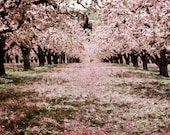 Oregon Orchard Photography Print 5x7 Fine Art Pink Trees Woodland Farm Spring Landscape Photography Print.