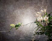 Nature Photography Print 11X14 Fine Art Rustic Shabby Chic Lavender Flower Tree Branch Spring Landscape Photography Print.