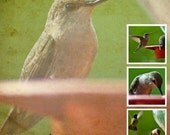 Hummingbirds in Nature - Print