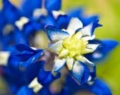 Bright Bluebonnet - Print