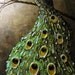 CUSTOM, Original Abstract Painting, Peacock Painting, Modern Textured, MADE to ORDER, Impasto, Fine Art, Palette Knife, 24x36" by Christine
