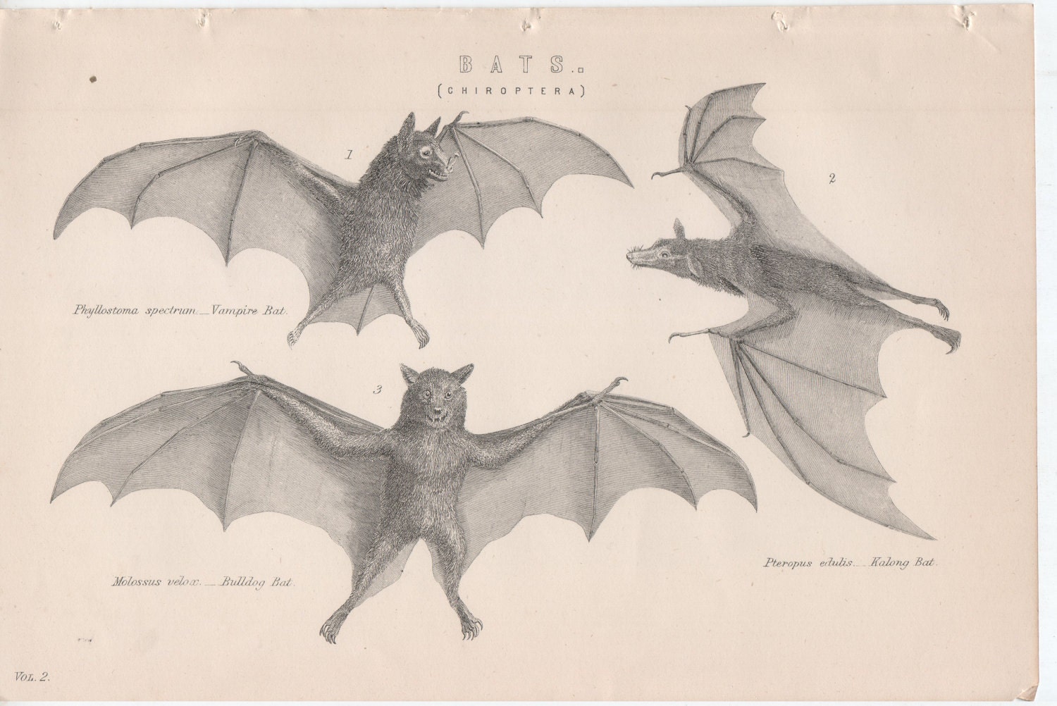 Antique black and white bat print (JR200)
