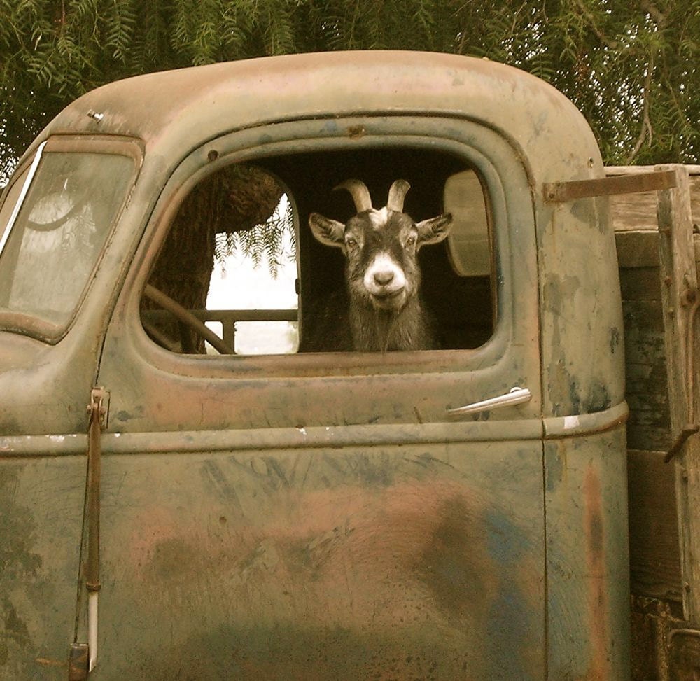Truck Driver Goat, Photo on 4x4 wood block. As seen in "Southern Living" magazine ,July,2011 - OutStandingStands