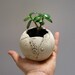 Little sphere succulent and cactus planter - dia 4.2"