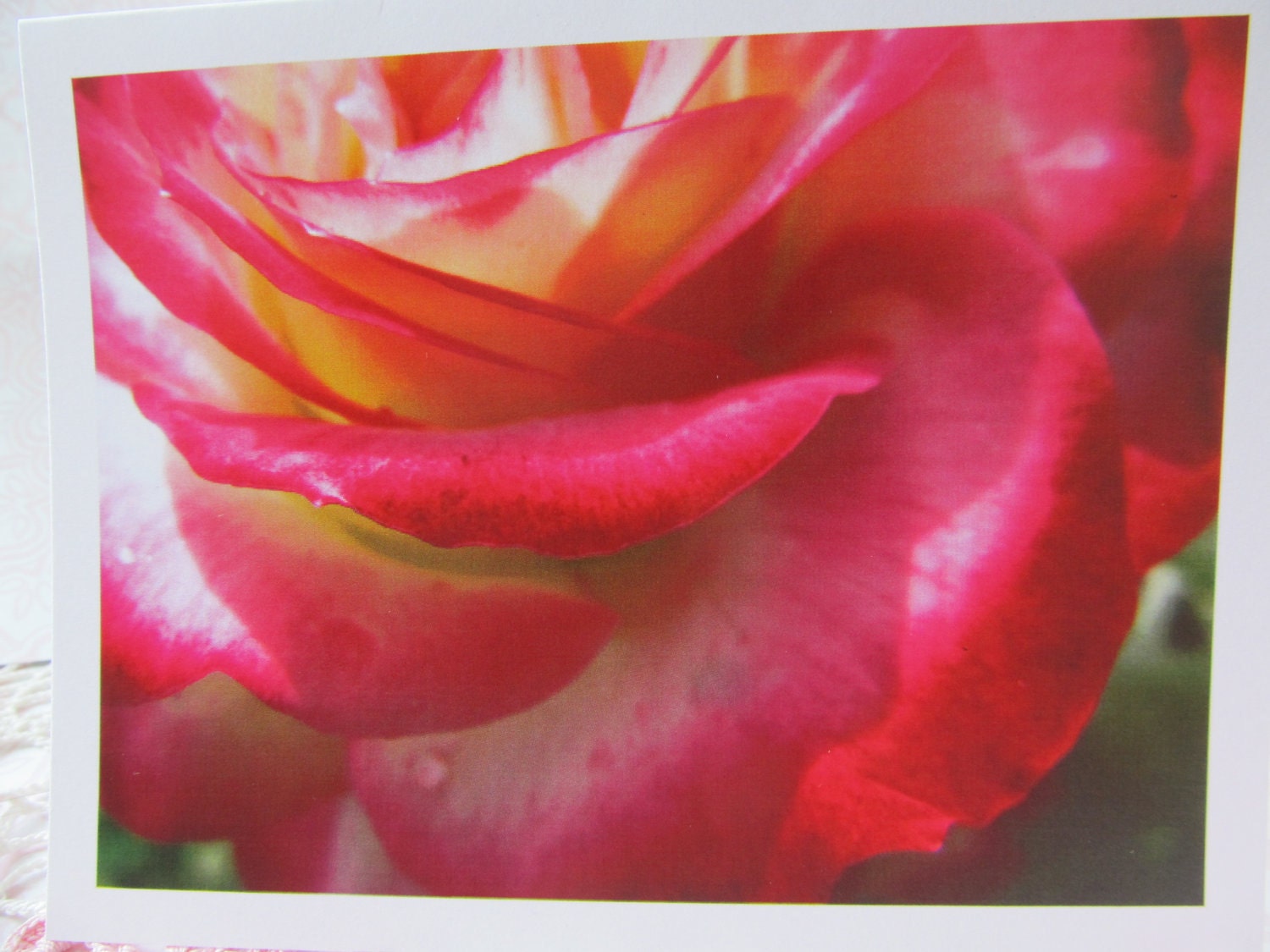 Note Card, Pink and Cream Rose, Stunning, Single card and envelope in plastic sleeve