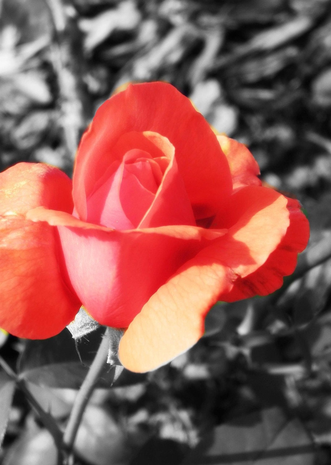 30% OFF SALE on In Stock Prints - Pink Rose - Fine Art Photography - 5x7
