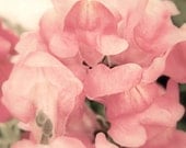 Soft Pink Snapdragons - Fine Art Photography - Flowers, Spring Home Decor, Wall Art, Blooms - 8x10